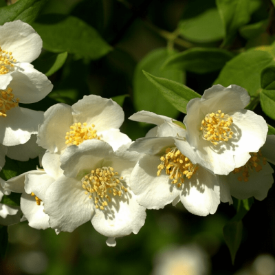 Жасмин (Чубушник) Старбрайт Жасмин (Чубушник) Старбрайт фото