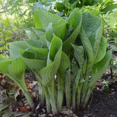 Хоста Джурасик Парк Хоста Джурасик Парк - Dolina-Sad.Ru