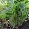 Хоста Джурасик Парк Хоста Джурасик Парк - Dolina-Sad.Ru