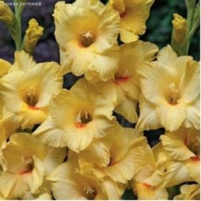 Георгина Дана фото