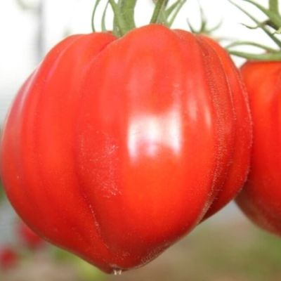 Томат Красный бык автор. Томат Красный бык автор. - Dolina-Sad.Ru