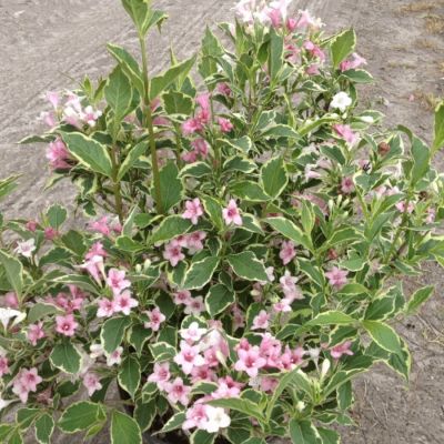 Вейгела цветущая Сюзанна, С3 Вейгела цветущая Сюзанна, С3 - Dolina-Sad.Ru