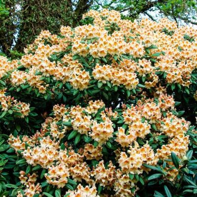 Рододендрон Бернштейн Рододендрон Бернштейн фото