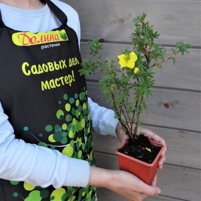 Лапчатка кустарниковая Голдтеппич Лапчатка кустарниковая Голдтеппич фото