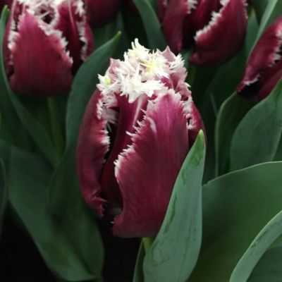 Тюльпан Сан Пабло Тюльпан Сан Пабло фото