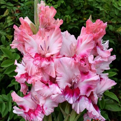 Гладиолус Адреналин - Dolina-Sad.Ru