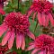 Эхинацея Дабл Скуп Распберри - Dolina-Sad.Ru