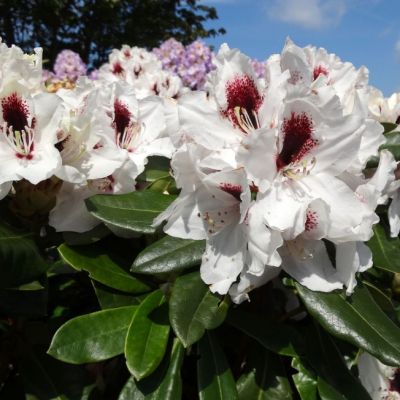 Рододендрон Пикобелло Рододендрон Пикобелло фото