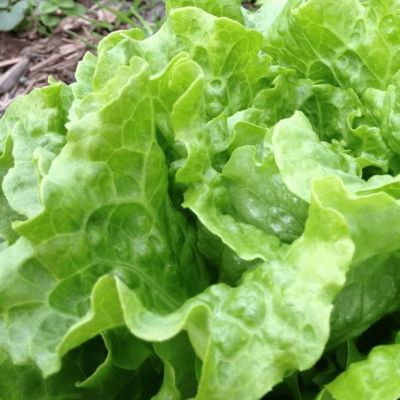 Салат Задор (А) фото