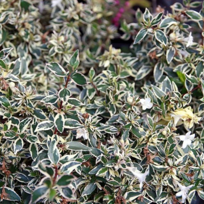 Абелия крупноцветковая Конти Абелия крупноцветковая Конти фото