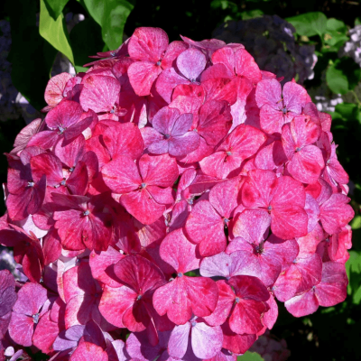 Гортензия пильчатая Прециоза Гортензия пильчатая Прециоза фото