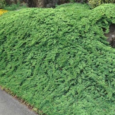 Можжевельник горизонтальный Прострата - Dolina-Sad.Ru