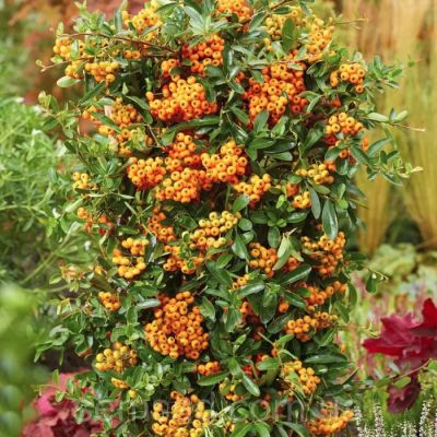 Пираканта Санни Стар Пираканта Санни Стар - Dolina-Sad.Ru