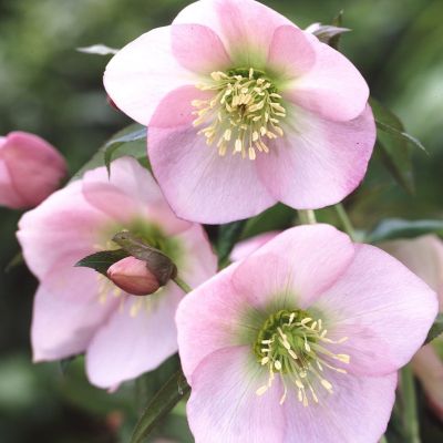 Морозник Претти Эллен Пинк Морозник Претти Эллен Пинк - Dolina-Sad.Ru