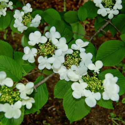 Калина Мэджикал Спиринг Глори Калина Мэджикал Спиринг Глори - Dolina-Sad.Ru