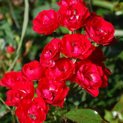 Скарлет Мейландин фото