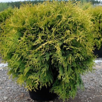 Туя западная Вотерфилд, С2 - Dolina-Sad.Ru