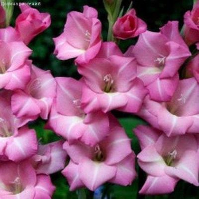 Гладиолус Исла Маргарита Гладиолус Исла Маргарита фото