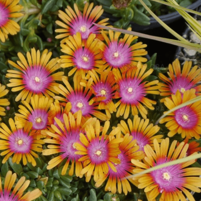 Делосперма Санделла Оранж , С1,5 Делосперма Санделла Оранж , С1,5 фото