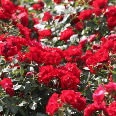 Роза Блек Форест Роуз - Dolina-Sad.Ru