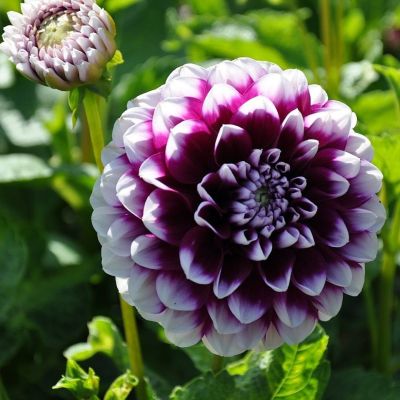 Георгина Райн Си Георгина Райн Си - Dolina-Sad.Ru