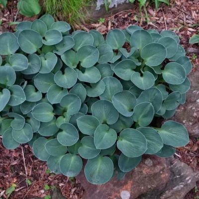 Хоста Блю Маус Эарс фото