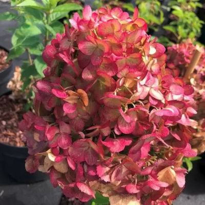 Гортензия метельчатая Петит Черри - Dolina-Sad.Ru