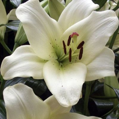 Лилия Эрколано (в горшке) Лилия Эрколано (в горшке) фото