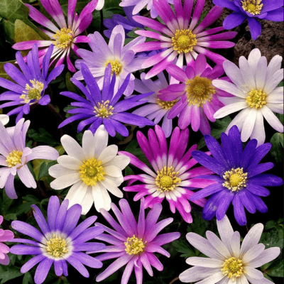 Анемона Бланда Микс Анемона Бланда Микс фото