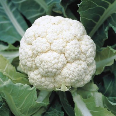 Капуста цветная Альтамира F1 (Голландия) Капуста цветная Альтамира F1 (Голландия) фото