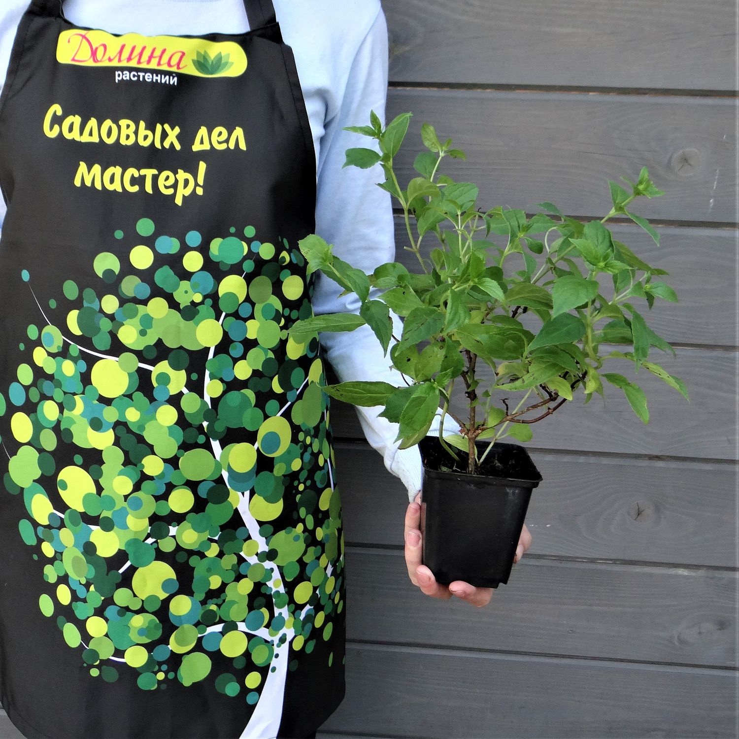 Гортензия метельчатая Конфетти Гортензия метельчатая Конфетти - Dolina-Sad.Ru