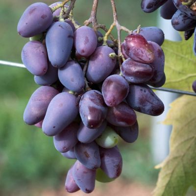 Виноград Памяти Негруля Виноград Памяти Негруля - Dolina-Sad.Ru