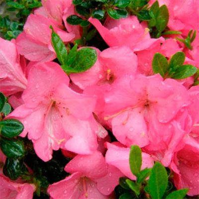 Рододендрон Анук - Dolina-Sad.Ru