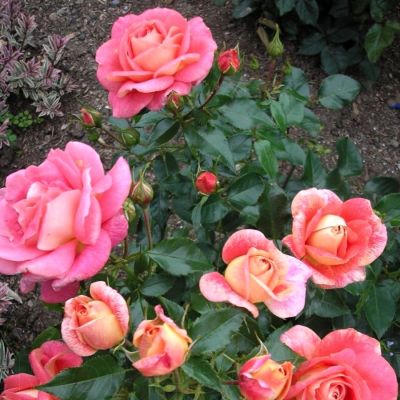 Роза Зоммерзонне Роза Зоммерзонне - Dolina-Sad.Ru