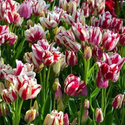 Тюльпан Флеминг Клаб фото