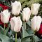 Тюльпан Альбион Стар Тюльпан Альбион Стар фото
