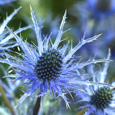 Синеголовник Блю Стар Синеголовник Блю Стар - Dolina-Sad.Ru