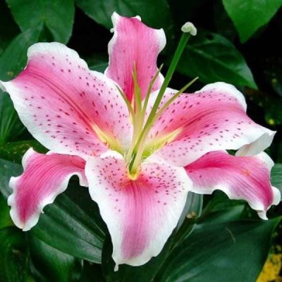 Лилия Тибер (в горшке) Лилия Тибер (в горшке) фото