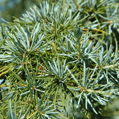 Кедр гималайский Карл Фукс Кедр гималайский Карл Фукс фото