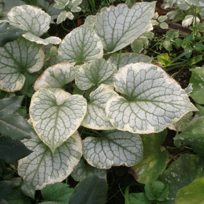 Бруннера Макрофила Кингз , C2 Бруннера Макрофила Кингз , C2 фото