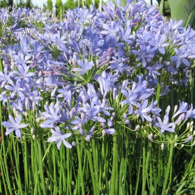 Агапантус Питер Пен Агапантус Питер Пен - Dolina-Sad.Ru