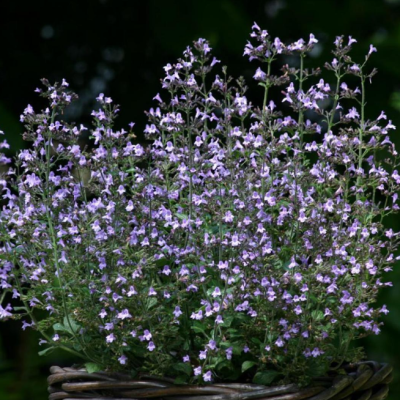 Душевик котовниковый Марвелетте Блю Душевик котовниковый Марвелетте Блю фото