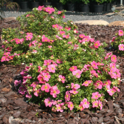 Лапчатка кустарниковая Белиссимо Лапчатка кустарниковая Белиссимо фото