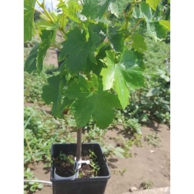 Виноград Памяти Негруля Виноград Памяти Негруля - Dolina-Sad.Ru