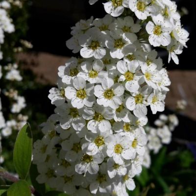 Спирея Аргута фото