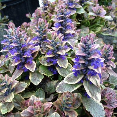 Живучка ползучая Бургунди Глоу Живучка ползучая Бургунди Глоу - Dolina-Sad.Ru