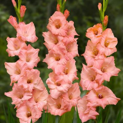 Гладиолус Джорджия Пич - Dolina-Sad.Ru