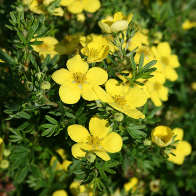 Лапчатка кустарниковая Голдтеппич Лапчатка кустарниковая Голдтеппич фото