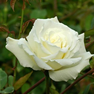 Роза Голливуд - Dolina-Sad.Ru