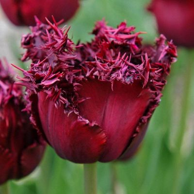 Тюльпан Лабрадор Тюльпан Лабрадор фото